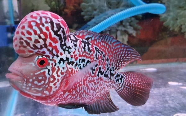 Ikan, Sejarah dan Salah Satu Hewan Peliharaan Paling di Minati