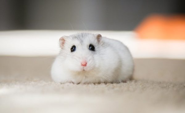 Tikus, Salah Satu Mamalia Kecil Yang Lumayan di Benci Manusia