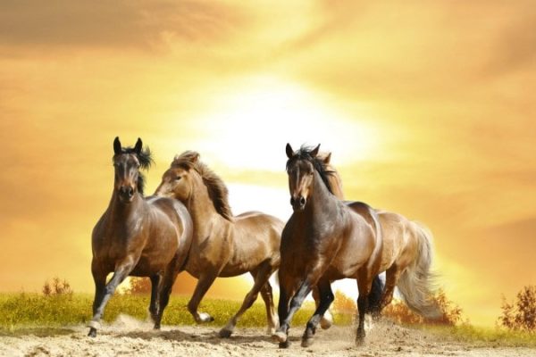 Kuda, Sejarah dan Salah Satu Hewan Peliharaan Paling di Gemari