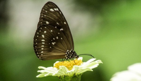 Kupu-kupu, Salah Satu Serangga Tertua di Dunia