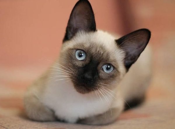 Kucing, Sejarah dan Salah Satu Hewan Peliharaan Paling di Gemari