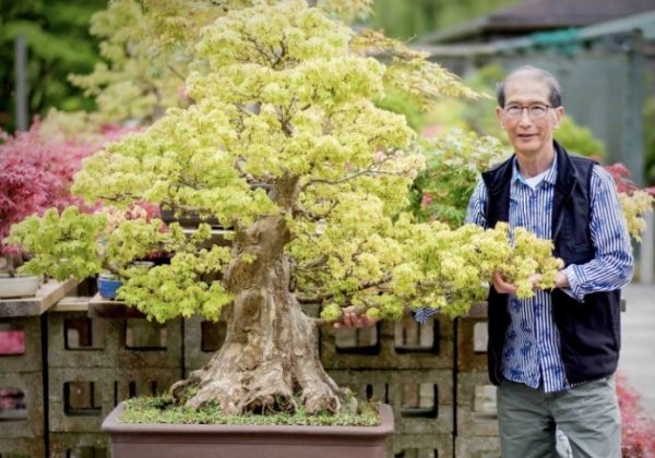 Bonsai, Tanaman Hias Pembawa Keberuntungan Paling di Minati