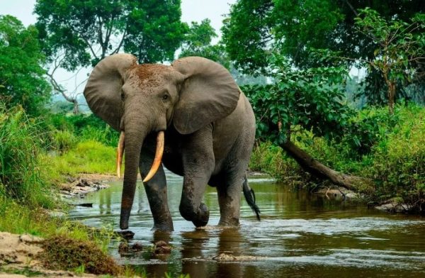 Gajah, Salah Satu Mamalia Raksasa Tertua di Dunia