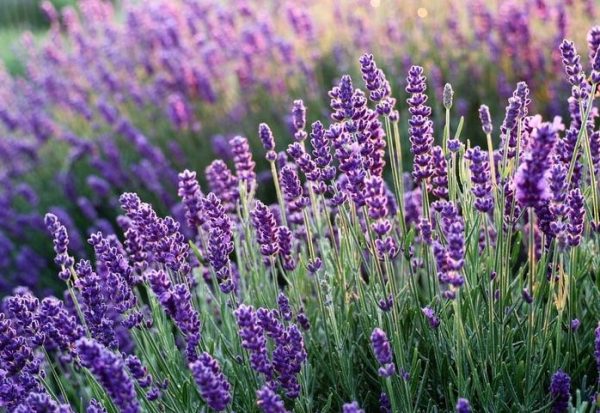 Bunga Lavender, Salah Satu Bunga Yang Paling Banyak Peminat