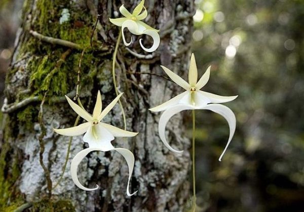 Bunga Ghost Orchid, Salah Satu Bunga Terlangka di Dunia