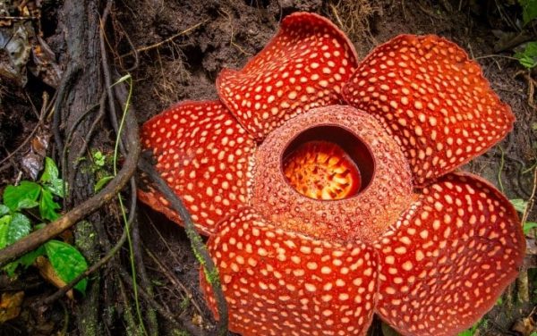 Bunga Corpse Lily, Salah Satu Bunga Terlangka di Dunia