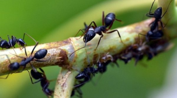 Semut Hitam, Salah Satu Makhluk Hidup Tertua di Dunia