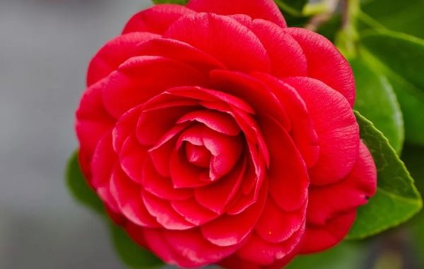 Bunga Middlemist Red, Salah Satu Bunga Terlangka di Dunia