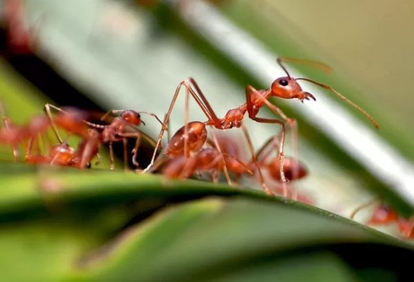 Semut Merah, Salah Satu Makhluk Hidup Tertua di Dunia