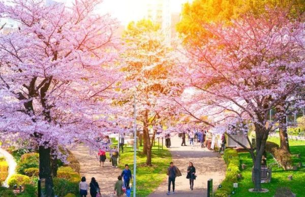 Bunga Sakura, Salah Satu Bunga Yang Paling Banyak Peminat