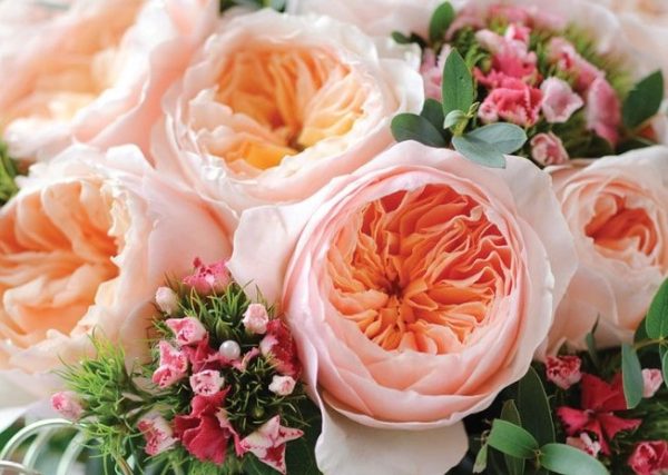Mawar Juliet, Salah Satu Bunga Yang Terkenal Keindahannya