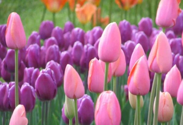 Bunga Tulip, Salah Satu Bunga Yang Paling Banyak Peminat