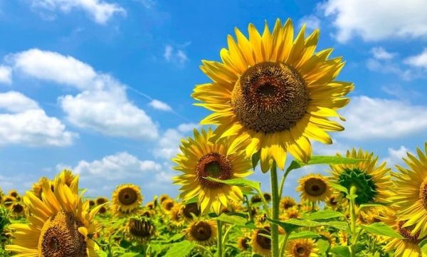 Bunga Matahari, Salah Satu Bunga Yang Paling Banyak Peminat