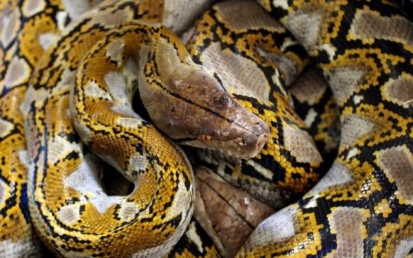 Beberapa Fakta Tentang Ular Python, Spesies Ular Yang Besar