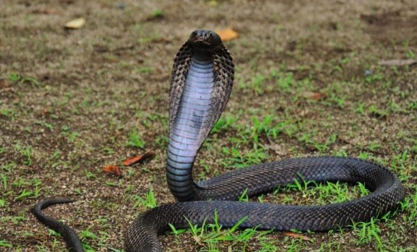 Beberapa Fakta Tentang Ular Kobra, Spesies Ular Yang Mematikan